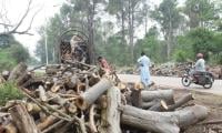 IHC Moved Against CDA Chief Over Cutting Of Trees In Capital