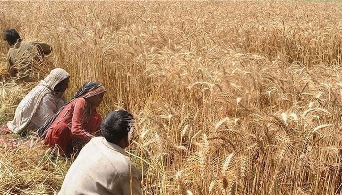 This undated photo shows farmers working in a wheat field. — AFP/File