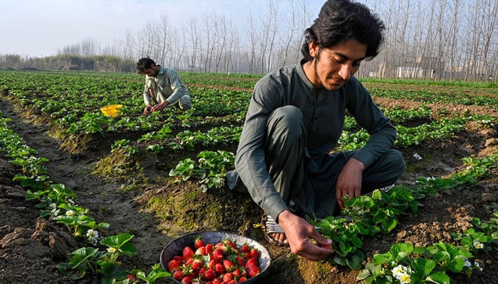Farmers pick strawberries at a farm on the outskirts of Peshawar on March 5, 2023. — AFP/File