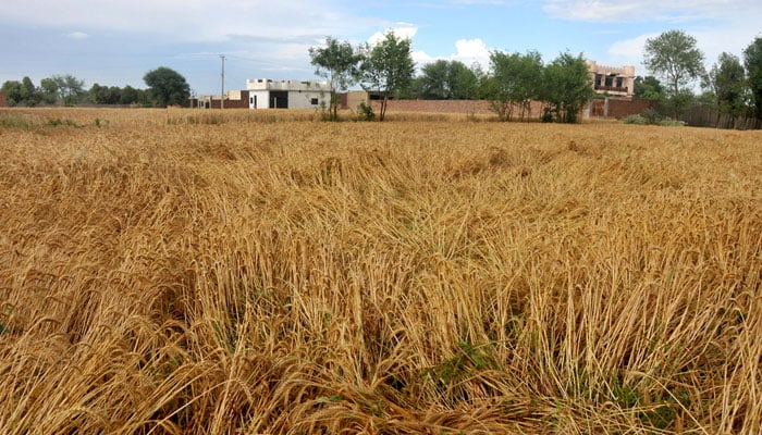 A wheat crop lies flattened in the field after heavy rainfall and hailstorm caused significant damage to standing crops, raising concerns among farmers on April 3, 2026. — APP