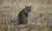 Wildcat’s Sighting Sparks Fear In Oghi