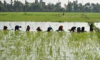 Farmers Warned Against Early Rice Sowing