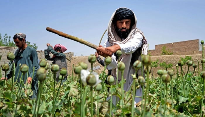 This image shows people destroying a poppy crop. — AFP/File