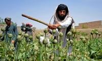 Poppy Crops Destroyed In Bajaur