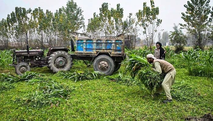 Farmers busy in loading green fodder on a trolley on January 10, 2023. — APP