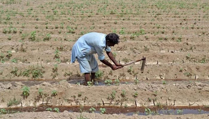 The representational image captures a farmer working in a field. — The News/File