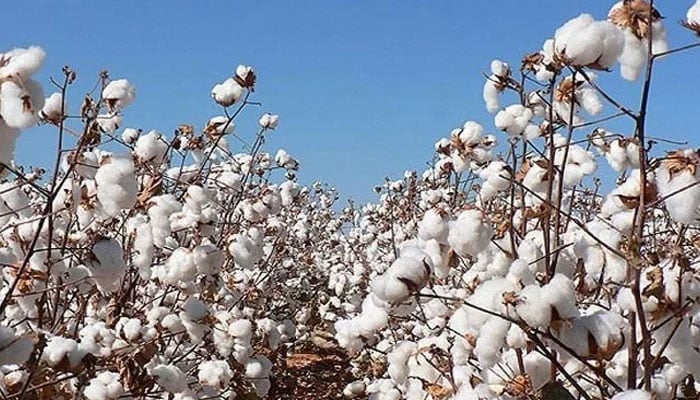 Representational image of cotton crop. — APP/File