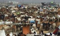 NIH Warns Of Congo Fever Fatality Risk Ahead Of Eid