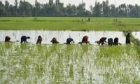Summer Crops To Face 15pc Water Shortfall