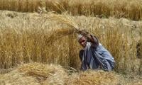 Punjab Unveils Wheat Harvest Plan