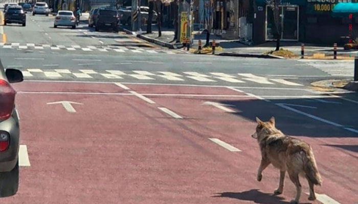 A wolf that escaped from a zoo walks on a road in Daejeon. —AFP/File