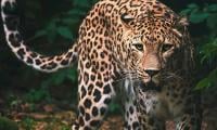 Rare Persian Leopard Sighted In Hingol National Park