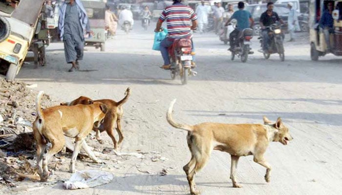 The representational image shows stray dogs. — The News/File