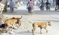 Study Detects Alarming Presence Of Rabies Virus In Landhi, Korangi