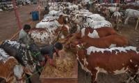 Traders Satisfied With Facilities At Sacrificial Animals’ Market