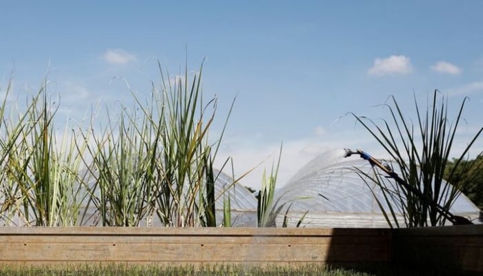 A employee pours water to irrigate transgenic sugarcane varieties at Brazils CTC (Centro de Tecnologia Canavieira or Center for Sugarcane Technology) in Piracicaba, near Sao Paulo, Brazil, February 28, 2018. Picture taken February 28, 2018.—Reuters