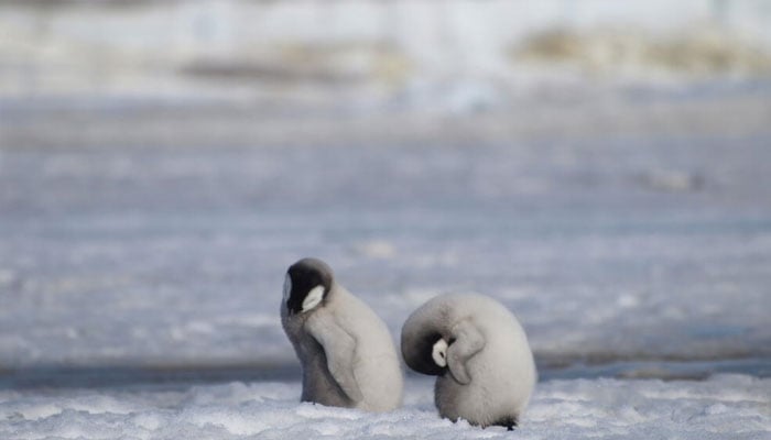 Emperor penguins can be seen. —AFP/File