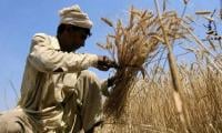 ‘Farmers’ Registration Under Way As Wheat Harvest Reaches 40pc In Punjab’