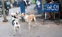 Stray Dogs Roam Freely Inside PIMS