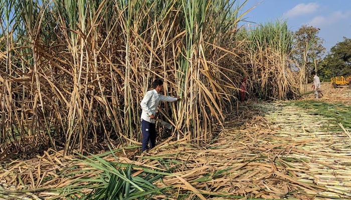 Representational image shows workers harvest sugarcane in a filed in Kolhapur district in the western state of Maharashtra, India, November 30, 2023.—Reuters