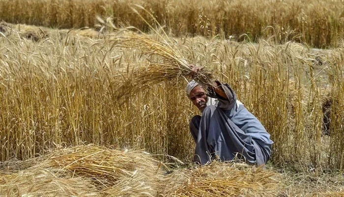 Punjab to lift wheat purchase quota to hit procurement goal