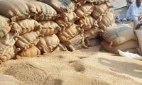 Punjab Yet To Secure Full Credit Line For 3m Tonnes Of Wheat
