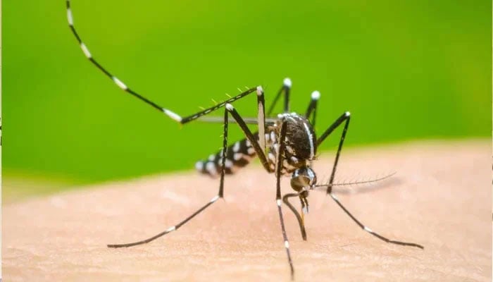 The representational image shows a dengue mosquito sitting on a human skin. — APP/File