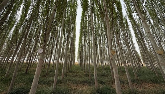 The Taklimakan Desert in Xinjiang, China. — APP/File