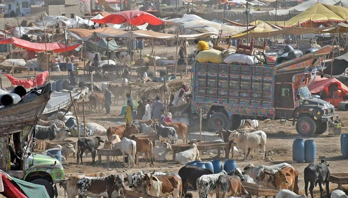 The representational image shows an overall view of a cattle market on May 18, 2025. — Online
