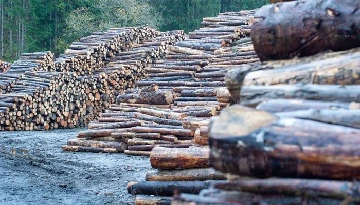 This representational image shows a large number of stems of trees. — Unsplash/File