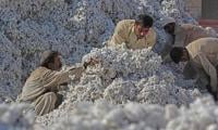 Cotton Output Plunges To 40-year Low As Stakeholders Warn Of Deepening Crisis