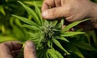 What To Know About Health Risks Of Marijuana