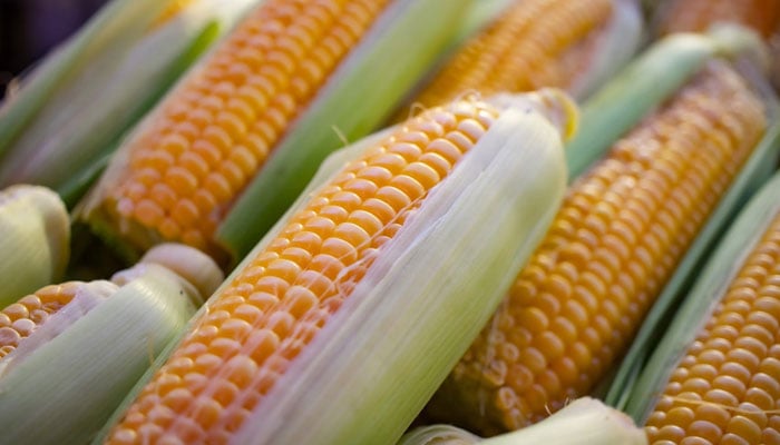 This representational image shows maize. — Unsplash/File