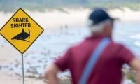 Australian Beaches Close As Sharks Feed On Whale Carcass