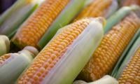 50,000 Farmers Trained In KP, Boosting Maize Yield By A Million Tonnes
