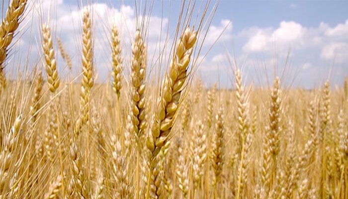 The representational image shows wheat crop. — The News/File