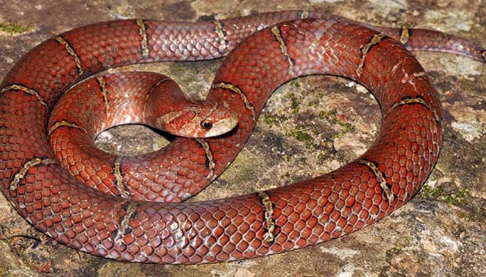 Representational image of a snake on the ground. — AFP/File