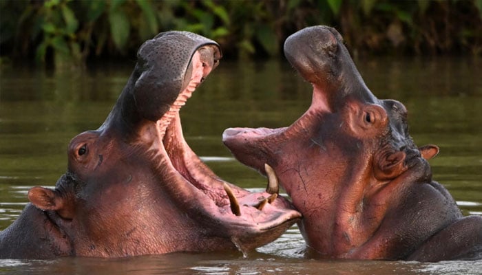 Hippos descended from a small herd introduced by drug kingpin Pablo Escobar in the wild in Colombia, in April 2023. —AFP/File