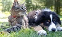 EU Parliament Adopts New Rules To Protect Cats, Dogs