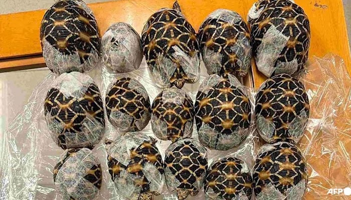 Indian star tortoises confiscated from a woman attempting to travel with them at Suvarnabhumi International Airport in Bangkok. —AFP
