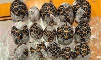Teen With 30 Tortoises Under Clothes Nabbed At Thai Airport