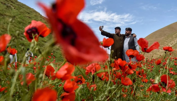 This photograph taken on April 24, 2026, shows Afghan men taking a selfie as they stand among the common poppy flowers on a hillside in the Jalayer Valley of Northern Afghanistan’s Shirin Tagab district. — AFP