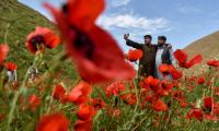 Afghans Celebrate Spring In Bright Red Poppy Fields