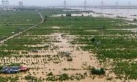 Hailstorm, Rain Damage Crops In Parachinar, Shangla