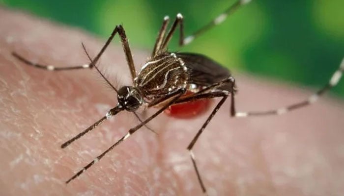 In this representational photo, a mosquito can be seen biting a person. — APP/File