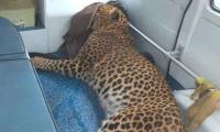 Rehabilitated Leopard Returned To The Wild