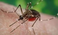 Post-rain Conditions Heighten Dengue Risk In Rawalpindi