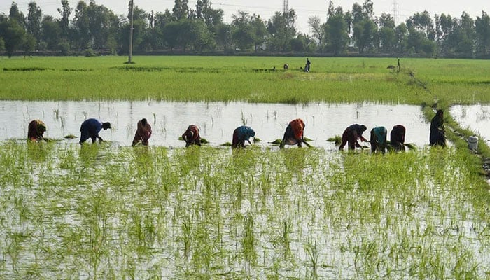 Farmers plant paddy saplings in a field in Sindh. — AFP/File