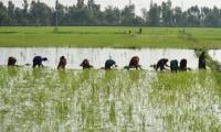 Growers Warn Of Looming Food Insecurity Amid Rising Input Costs