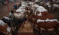 FrieslandCampina Engro, State Life Launch Insurance Cover For Dairy Farmers